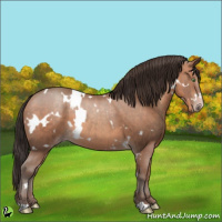 Horse Color:White Spotted Sable Champagne 