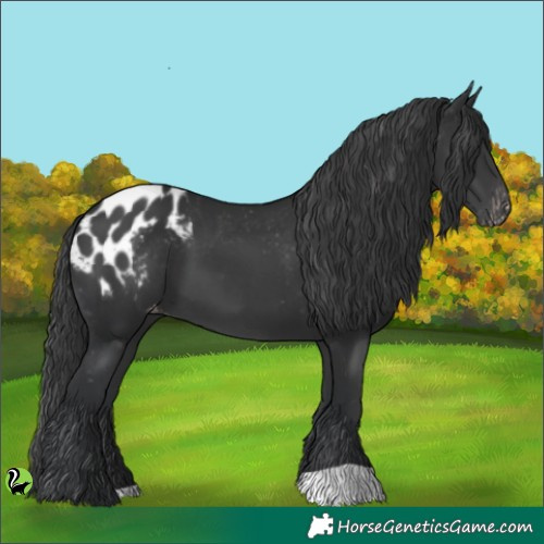 Horse Color:Black Appaloosa 