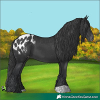 Horse Color:Black Appaloosa