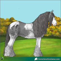 Horse Color:White Spotted Black Tobiano Appaloosa 