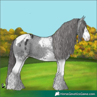 Horse Color:White Spotted Black Tobiano Appaloosa 
