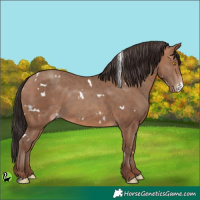 Horse Color:White Spotted Sable Champagne