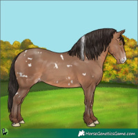 Horse Color:White Spotted Sable Champagne 