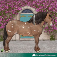 Horse Color:White Spotted Sable Champagne