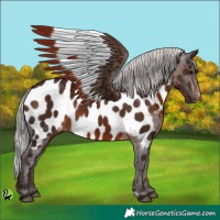 Horse Color:Silver Brown Appaloosa 