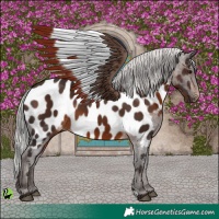 Horse Color:Silver Brown Near Leopard 