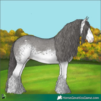Horse Color:White Spotted Black Appaloosa 