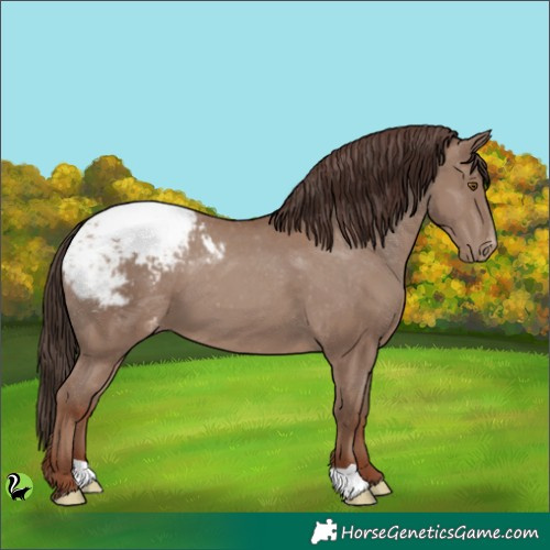 Horse Color:Classic Champagne Appaloosa 