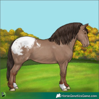 Horse Color:Classic Champagne Appaloosa 