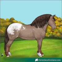 Horse Color:Classic Champagne Appaloosa 