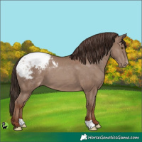 Horse Color:Classic Champagne Appaloosa 