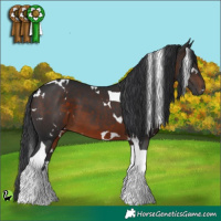Horse Color:White Spotted Brown Tobiano