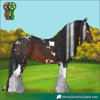 Horse Color:White Spotted Brown Tobiano 