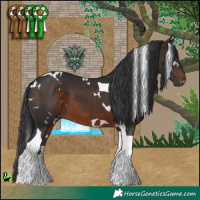 Horse Color:White Spotted Brown Tobiano