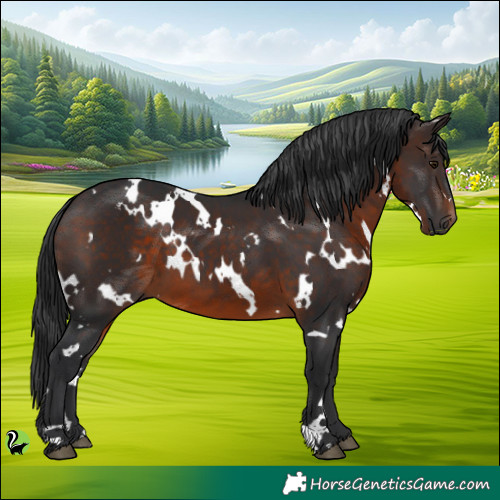 Horse Color:White Spotted Brown 