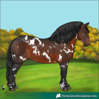Horse Color:White Spotted Brown 
