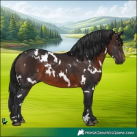 Horse Color:White Spotted Brown 
