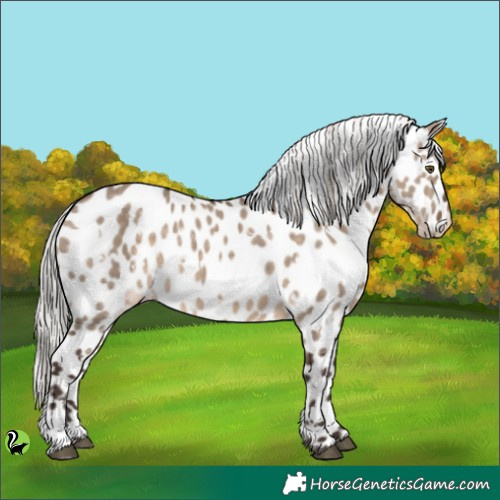 Horse Color:White Spotted Silver Brown Dun Appaloosa