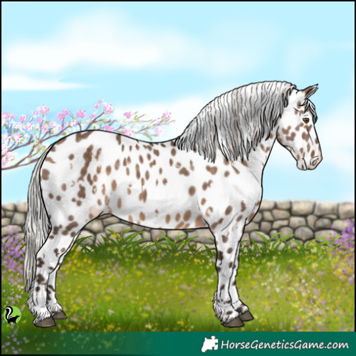 Horse Color:White Spotted Silver Brown Dun Near Leopard 