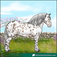 Horse Color:White Spotted Silver Brown Dun Appaloosa