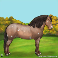 Horse Color:White Spotted Sable Champagne