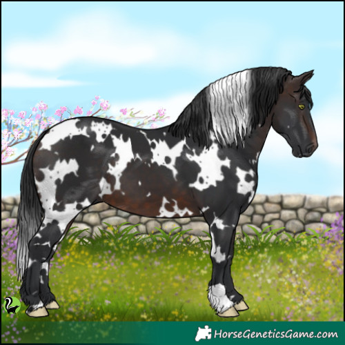 Horse Color:White Spotted Brown 