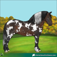 Horse Color:White Spotted Brown