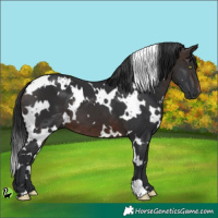 Horse Color:White Spotted Brown 