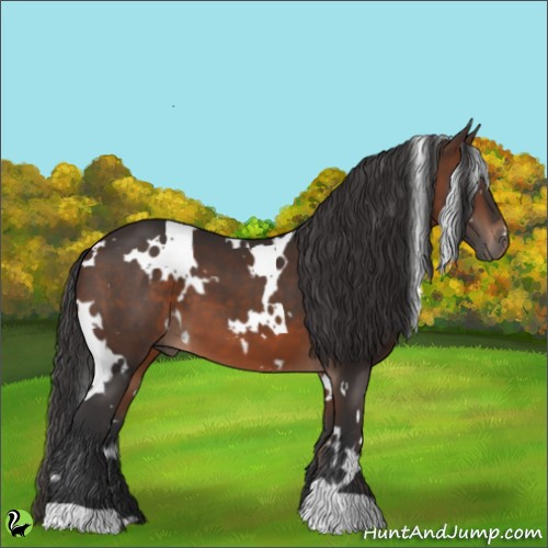 Horse Color:White Spotted Brown 