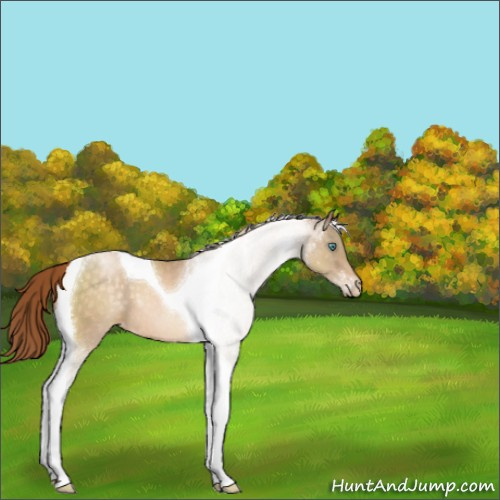 Horse Color:Buckskin Roan Pearl Tobiano Varnish