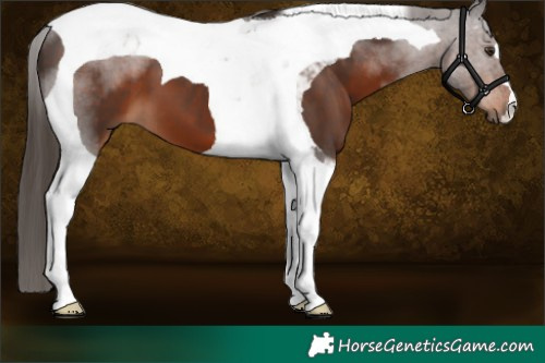 Horse Color:Liver Chestnut Tobiano