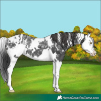 Horse Color:White Spotted Black Ice Splash Appaloosa