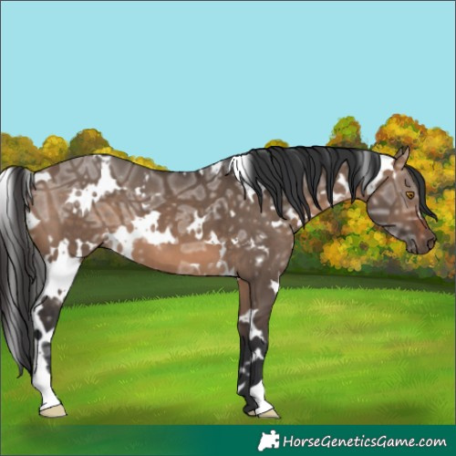 Horse Color:White Spotted Brown Ice Dun 