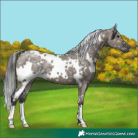 Horse Color:White Spotted Grullo Ice 