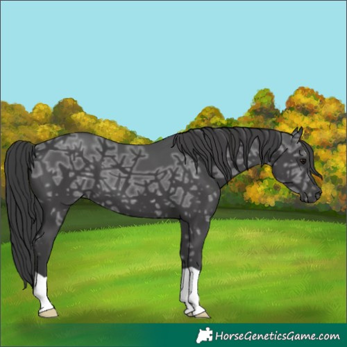 Horse Color:Black Ice 