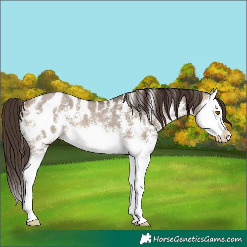 Horse Color:Brown Dun Sabino Splash Appaloosa 