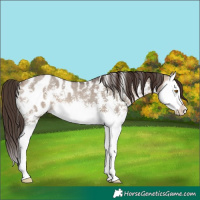Horse Color:Brown Dun Sabino Splash Blanket 