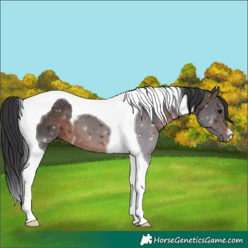 Horse Color:Brown Tobiano 