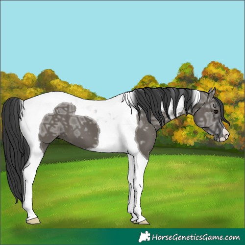 Horse Color:Grullo Ice Tobiano