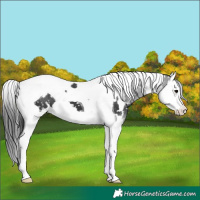 Horse Color:White Spotted Black Splash Tobiano Appaloosa
