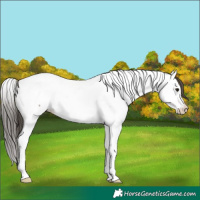 Horse Color:Grullo Splash Tobiano Near Fewspot 