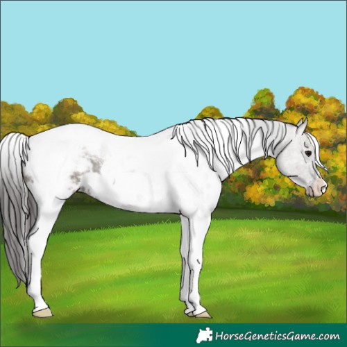 Horse Color:White Spotted Grullo Tobiano Appaloosa Rabicano