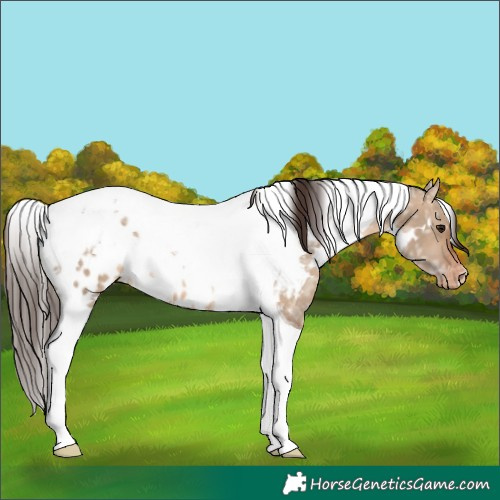 Horse Color:White Spotted Brown Ice Dun Tobiano Appaloosa 