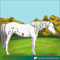 Horse Color:Brown Ice Splash Tobiano Appaloosa