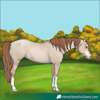 Horse Color:Grullo Pearl Appaloosa 