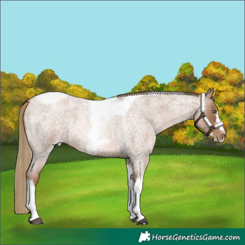Horse Color:Liver Red Roan Pearl Tobiano Frame 