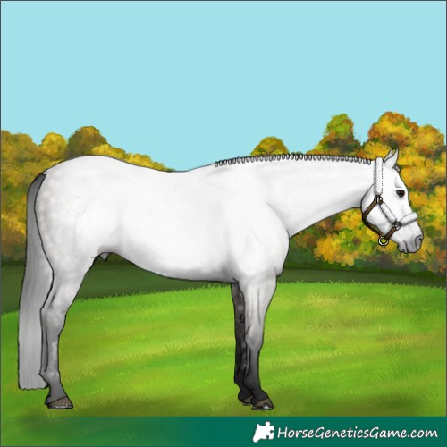 Horse Color:Gray Grullo 