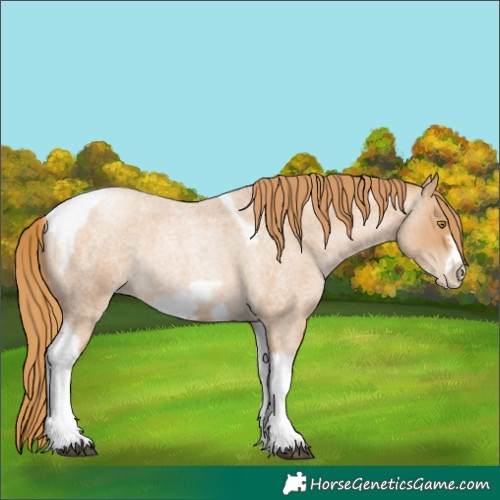 Horse Color:Red Roan Pearl Tobiano Frame 