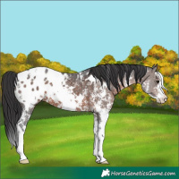 Horse Color:White Spotted Brown Sabino Appaloosa 