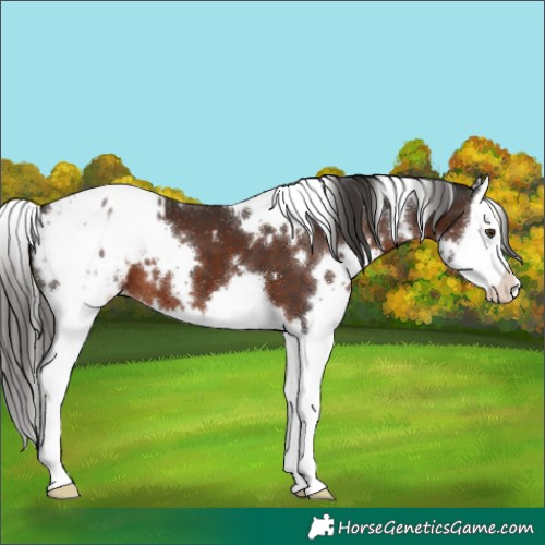 Horse Color:White Spotted Liver Chestnut Splash Appaloosa 
